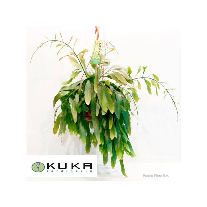 Pseudorhipsalis ramulosa