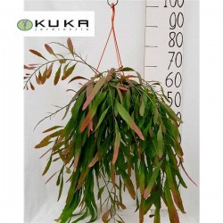 Pseudorhipsalis ramulosa