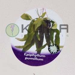 Epiphyllum pumilum
