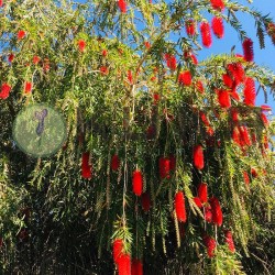 Callistemon laevis