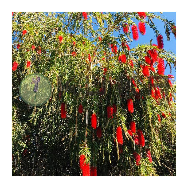 Callistemon laevis