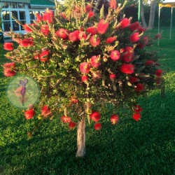 Callistemon laevis