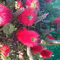Callistemon laevis