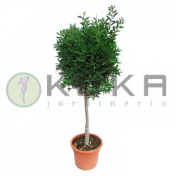 Callistemon laevis