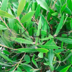 Callistemon laevis