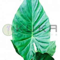 Alocasia portadora