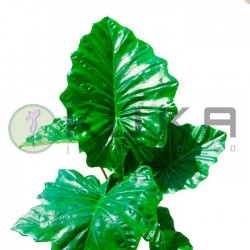 Alocasia portadora