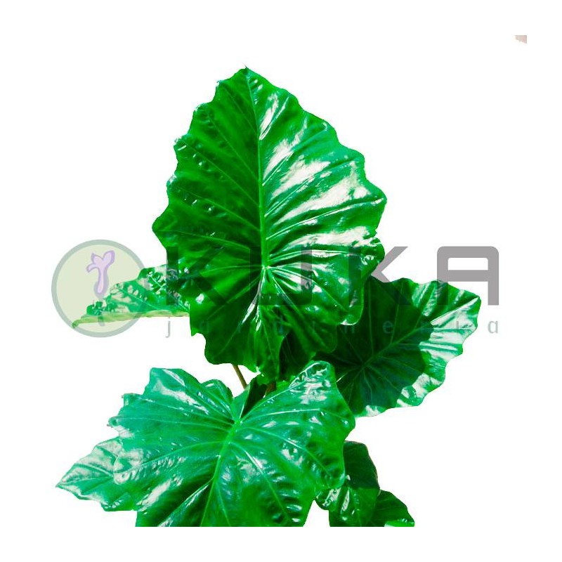 Alocasia portadora
