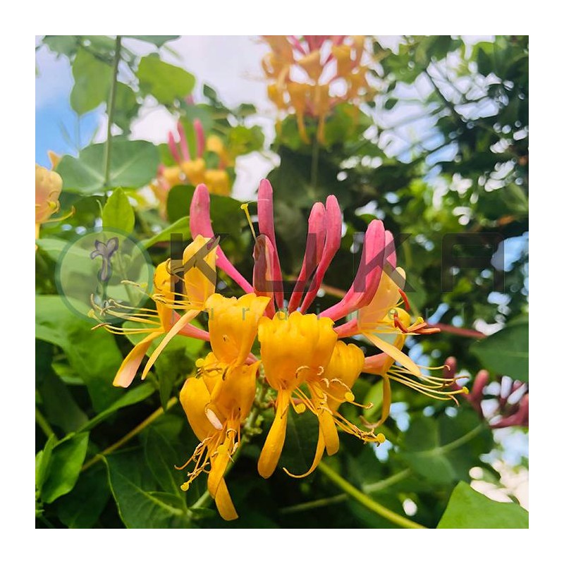 Lonicera hedkrotii