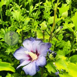 HiBISCUS SYRIACUS