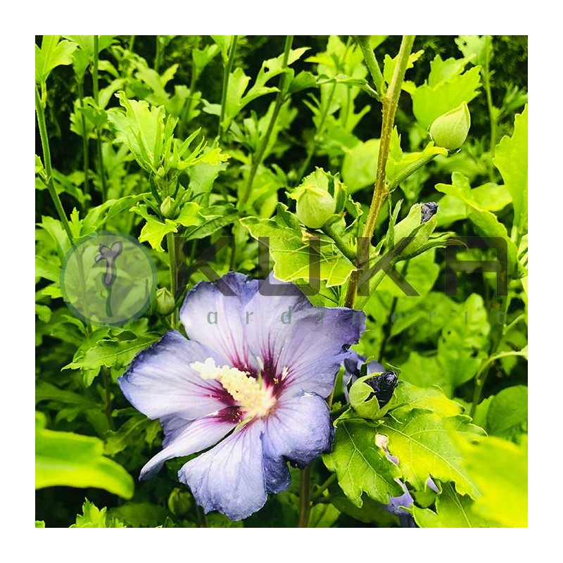 HiBISCUS SYRIACUS