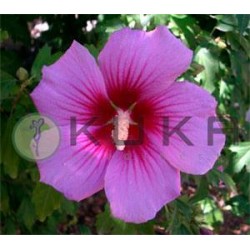HiBISCUS SYRIACUS