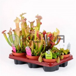 Planta carnivora