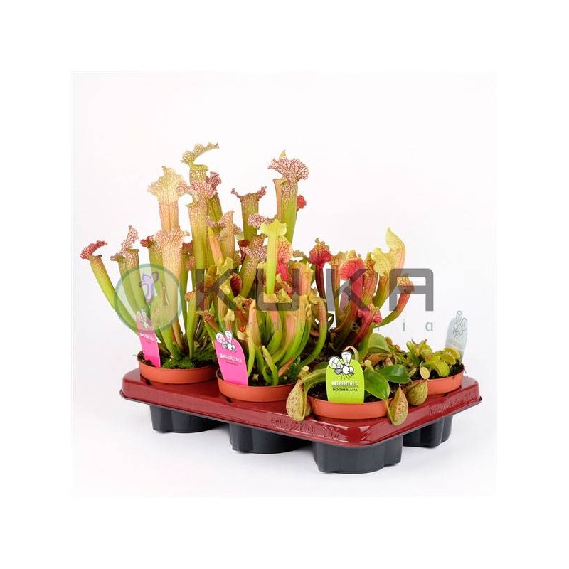 Planta carnivora