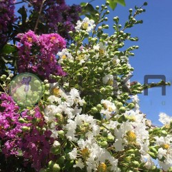 Árbol de júpiter
