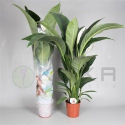 Spathiphyllum sensation