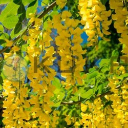 Laburnum anagyroides