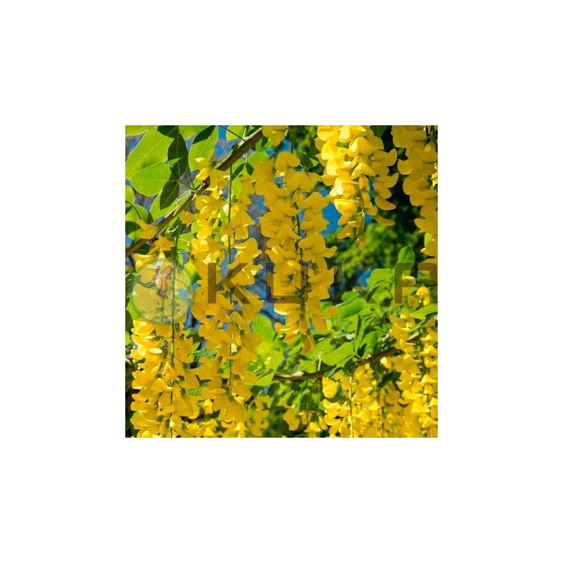 Laburnum anagyroides