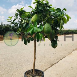 Citrus medica cidro