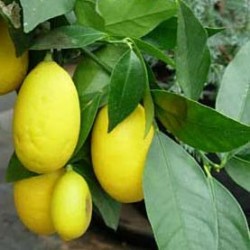 LIMENQUAT