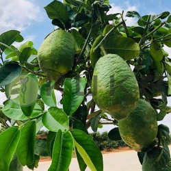 Citrus medica cidro