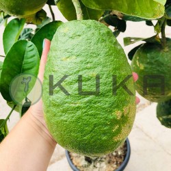 Citrus medica cidro