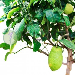 Citrus medica cidro