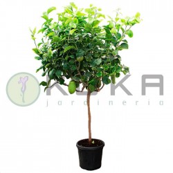 Citrus medica cidro