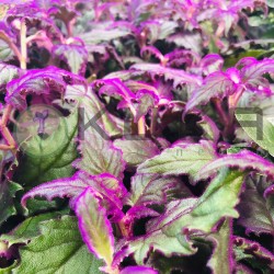 Gynura purpura