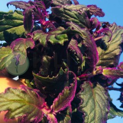 Gynura purpura