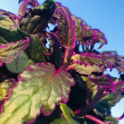 Gynura purpura