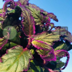 Gynura purpura