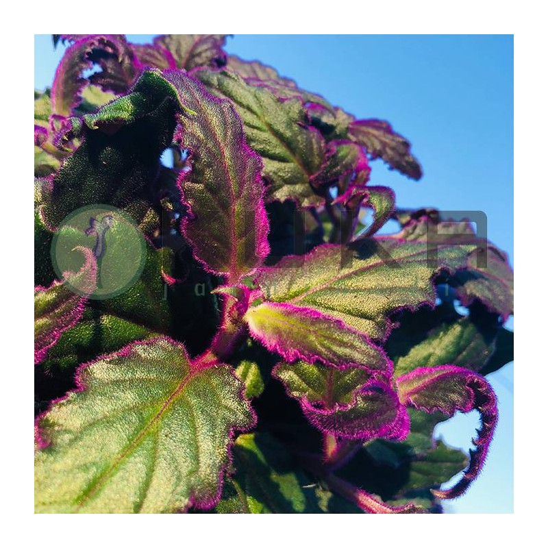 Gynura purpura