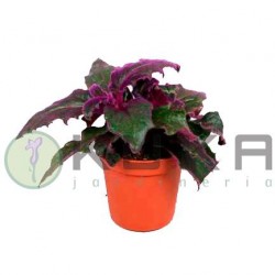 Gynura purpura