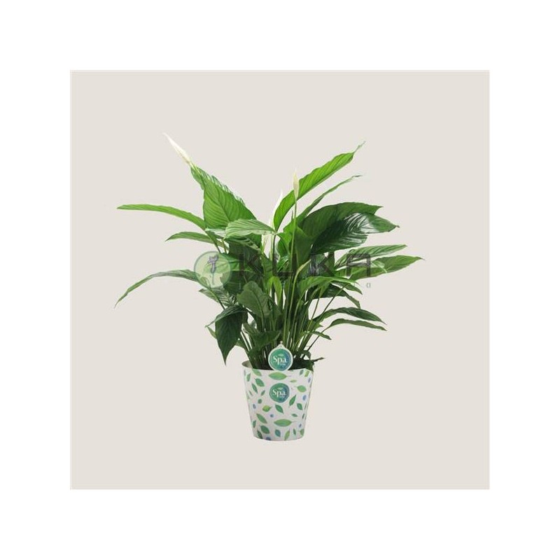 Spathiphyllum bingo cupido
