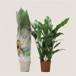 Spathiphyllum sweet Sebastiano