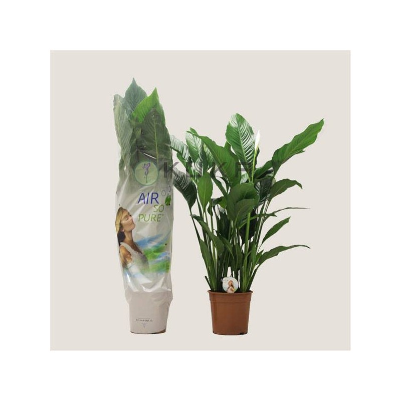 Spathiphyllum sweet Sebastiano