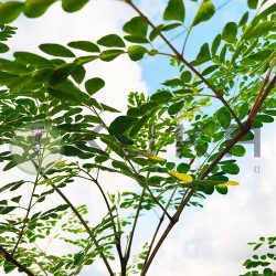 Moringa