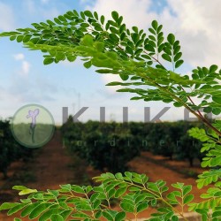 Moringa