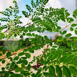 Moringa