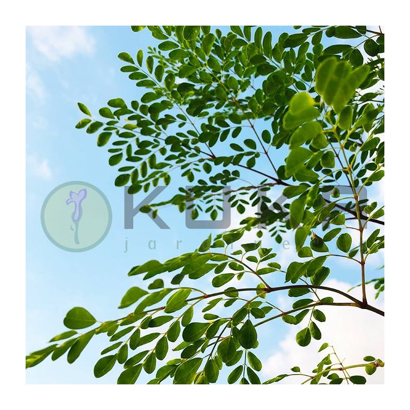 Moringa