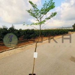 Moringa