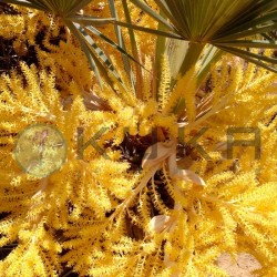 TRITRINAX CAMPESTRIS