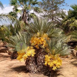 TRITRINAX CAMPESTRIS