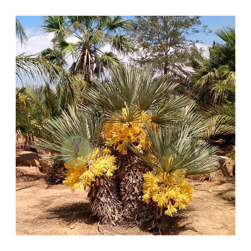 TRITRINAX CAMPESTRIS
