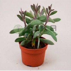 Senecio crassissimus