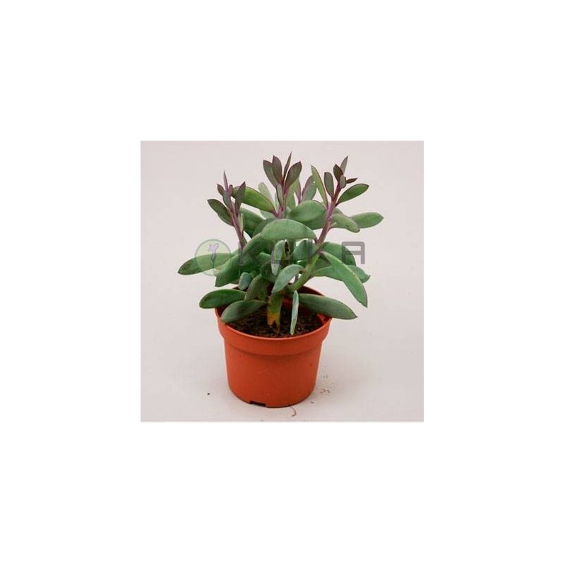 Senecio crassissimus