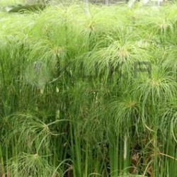 Cyperus papirus nana