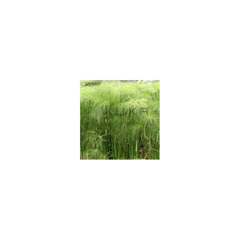 Cyperus papirus nana