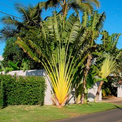 Ravenala madagascariensis...